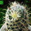 Mammillaria _nana_ ssp.duwei_ 05